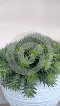 cocorbebek plant bunga flower pot tanaman