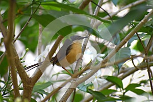 This is a cocos Cuckoo bird a very rare