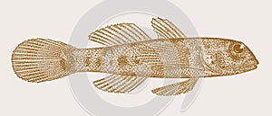 Cocos frill-goby bathygobius cocosensis