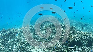 Cocos Island school of small blue surgeon fishes