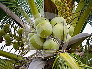 Cocos nucifera Linn or coconut with close up view
