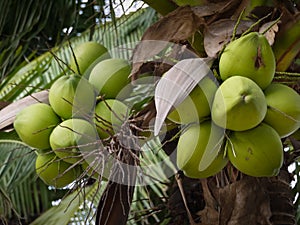 Cocos nucifera Linn or coconut with close up view photo