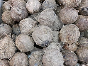 Cocos nucifera photo