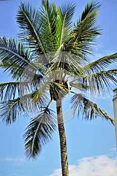 Cocos nucifera palm tree on sunny day