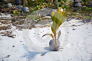 Cocos Nucifera, Young palm tree growing from coconut in Aitutaki, New Zealand