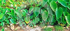 Cocoyam crop growing on fertile soil