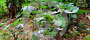 Cocoyam crop growing in a garden