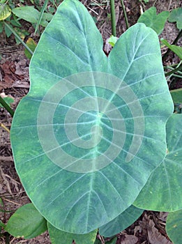 Cocoyam leaf