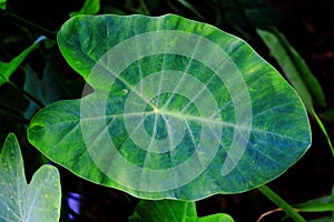 Cocoyam leaf