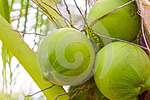 Cocunut cluster or coconut tree.Or fruit for health and summer.