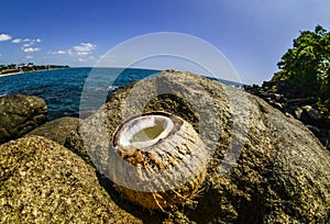 Cocunut on a tropical beach in Sri Lanka