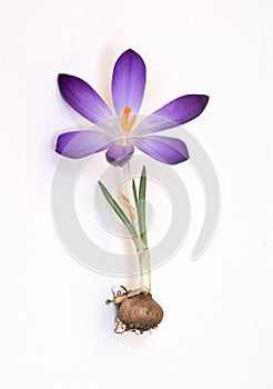 Cocus bulb with purple petals