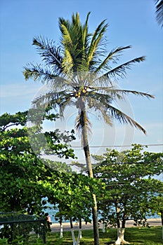 A Cocus nucifera coconut tree with green coconuts on the beach