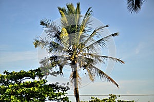 Cocus nucifera with fruits growing in late afternoon