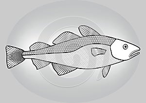 Cod, black and white hatched drawing a gray gradient background