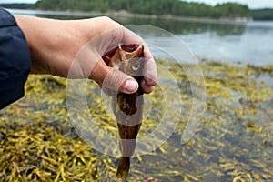 cod catch fish on seaweed
