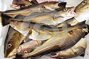 Cod fish