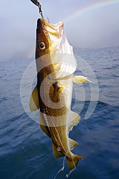 Cod fish