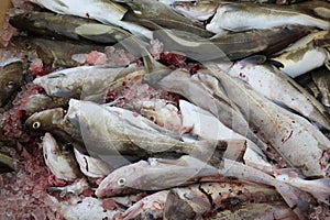 Cod Fish