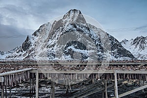 Cod fish drying on wooden racks and mountain view in gloomy day. Traditional food fishing industry in Scandinavia at Lofoten