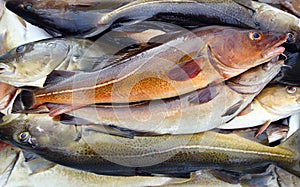 Cod fish photo