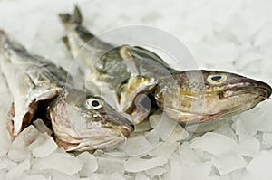 Cod fish food