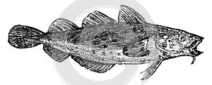 Cod fish or Gadus spp