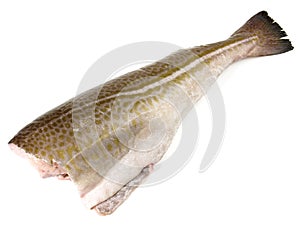 Cod Fish without Head