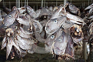 Cod fish heads hang up for drying