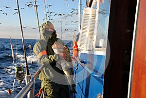 Cod fish - motorboat on Baltic Sea