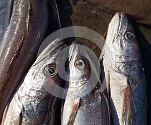 Cod-fish for sale on market