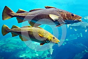 Cod fishes swimming underwater, aquarium in Alesund, Norway.