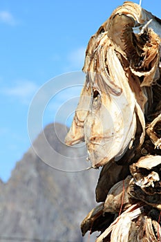 Cod's heads hanging near Sakrisoy