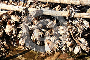 Cod's heads near Sakrisoy