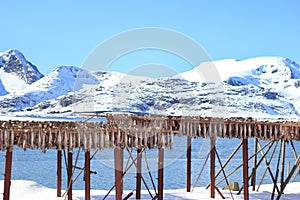 Cod show of west Lofoten