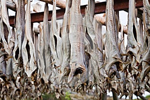 Cod stockfish