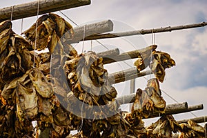 Cod stockfish drying on racks, Lofoten islands Norway