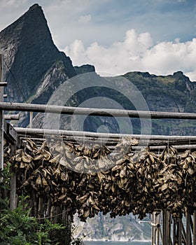 Cod stockfish drying on racks, Lofoten islands Norway