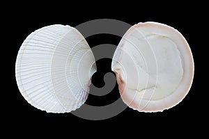 Codakia punctata photo