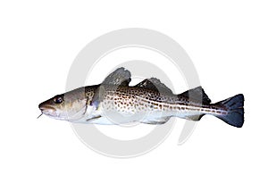 Codfish