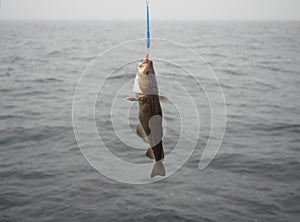 Codfish on fishing-rod