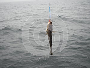 Codfish on fishing-rod