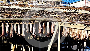 Codfish hanging on a fish rack, Sakrisoy Village on the Lofoten Islands, Norway.