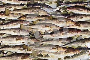 Codfishes