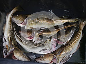 Codfishes