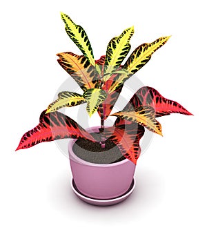 Codiaeum Excellent plant in flower pot photo