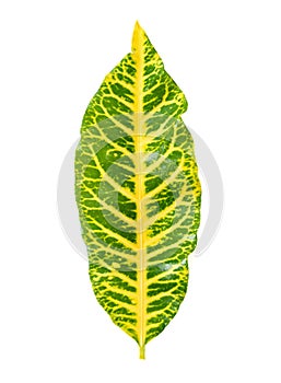 Codiaeum variegatium L. Blume leaf
