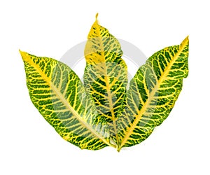 Codiaeum variegatium L. Blume leaf