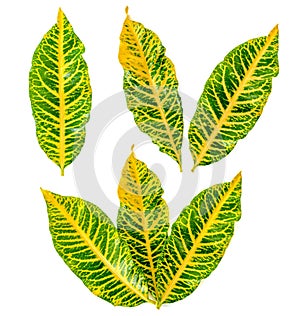 Codiaeum variegatium L. Blume leaf on white