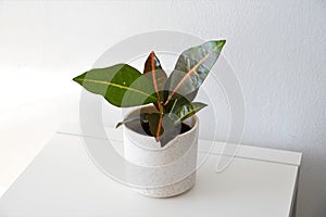 Codiaeum variegatum, aka croton, housplant in a white pot.